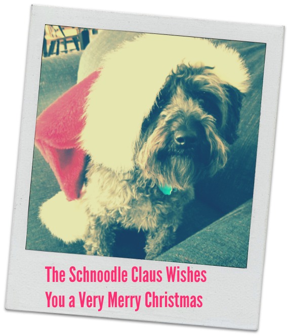 Merry Christmas from the Schnoodle Claus