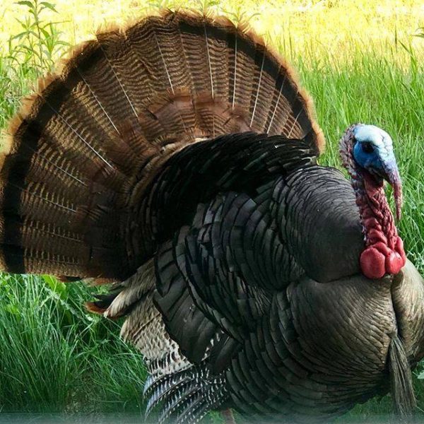Hey Pretty Turkey