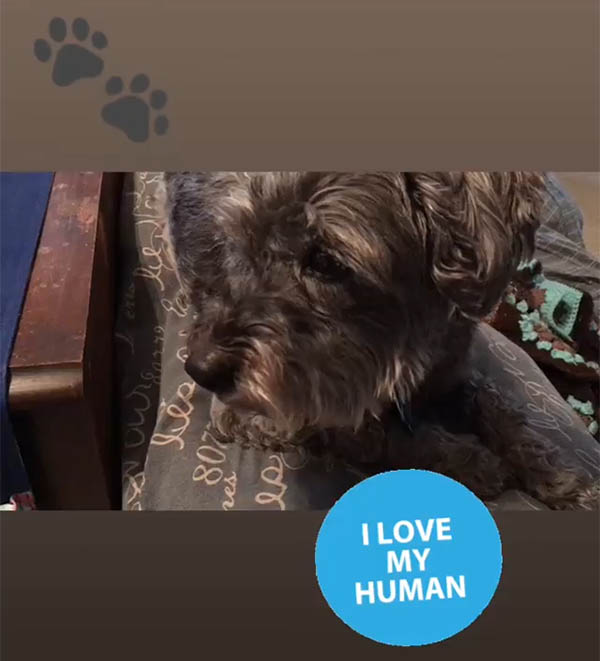 Not a Morning Dog