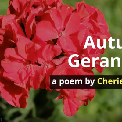 Inspiration From Autumn Geraniums