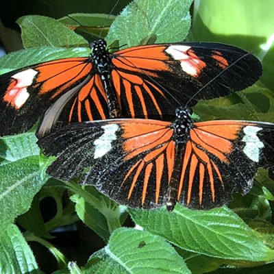The Butterfly Garden at MPM