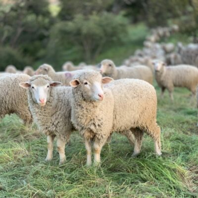 The Lord Is Truly Our Shepherd
